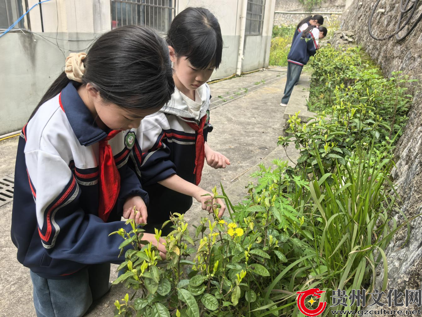 采一叶清茶 育一颗初心——关岭坡贡中心学校开展采茶主题团队实践活动