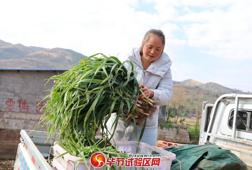 收购商正在将蒜苗装车