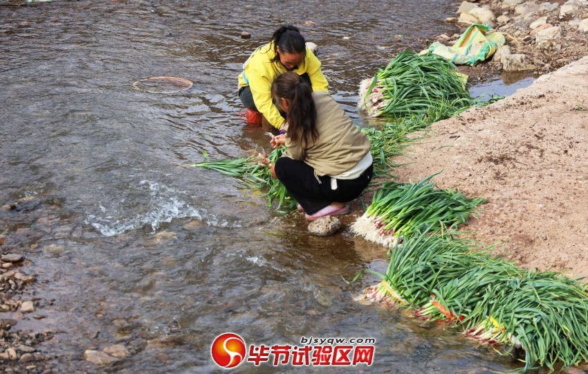 村民在清洗刚采收的蒜苗