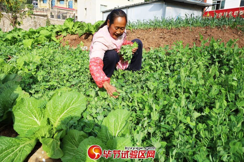 村民正在采摘豌豆尖