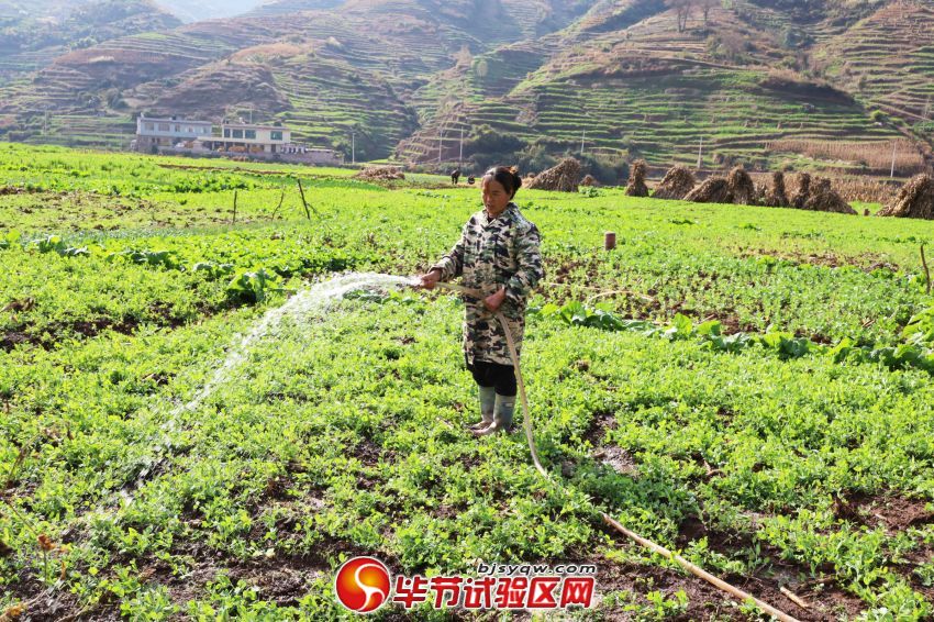 村民正在为长势良好的蔬菜浇水