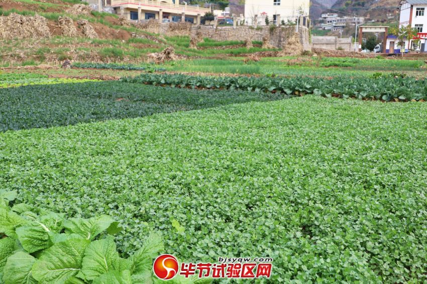 长势良好的蔬菜一角