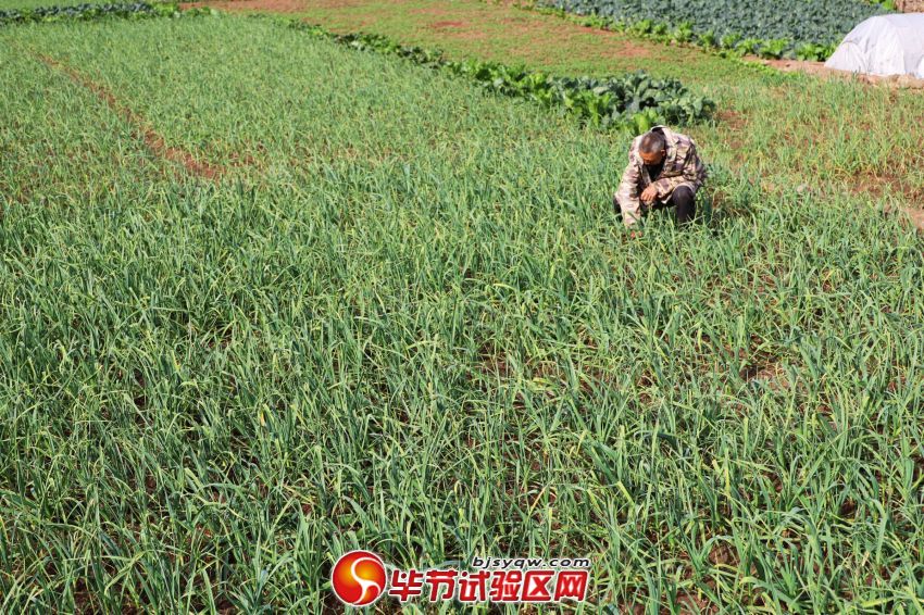村民正在为长势良好的蒜苗清除杂草