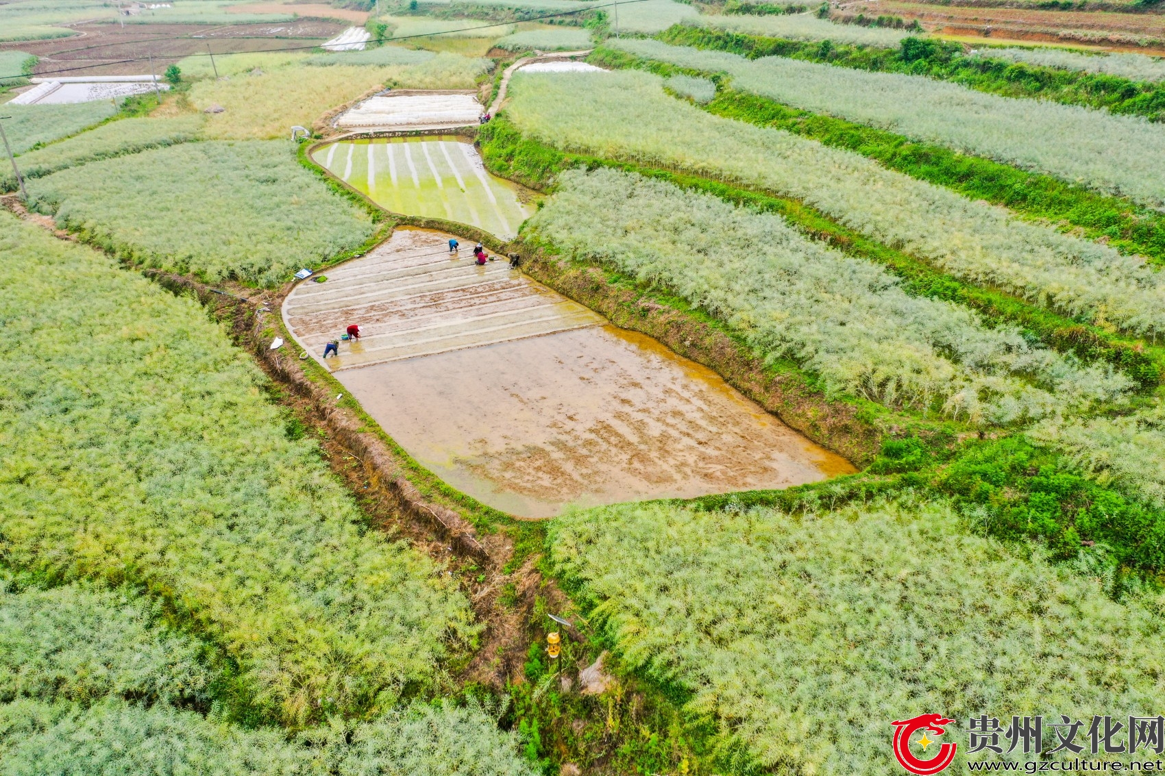 黔西市锦星镇：农技服务到田间 油菜管护助增收