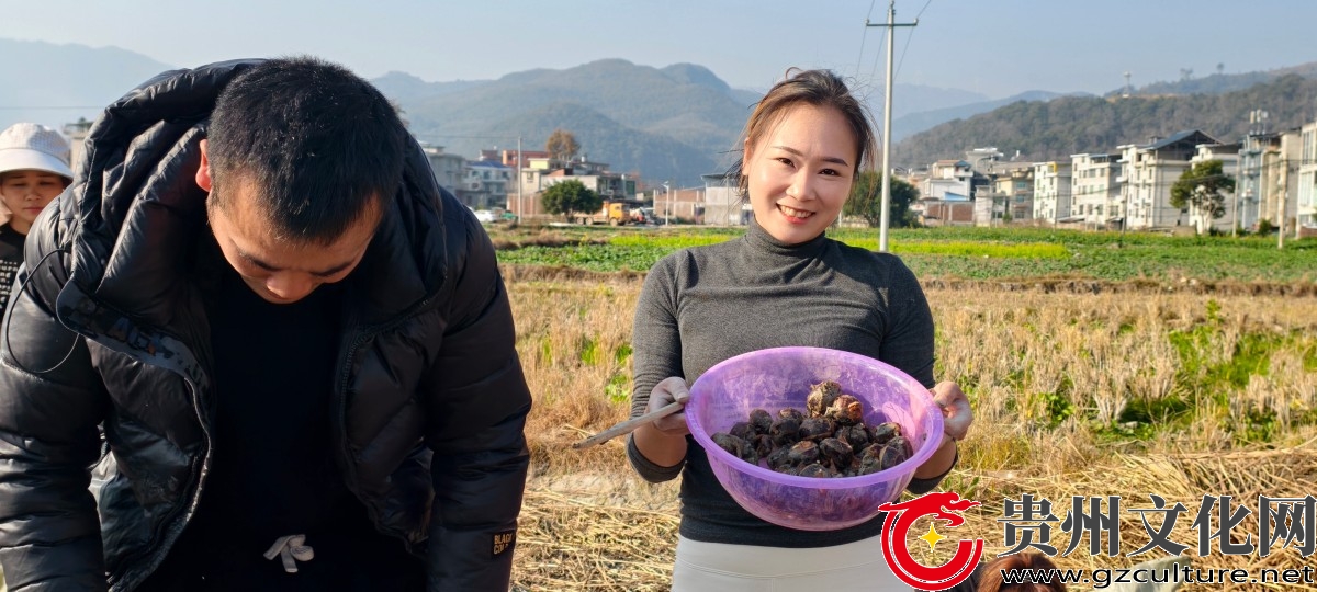 黎平县肇兴镇：小马蹄促进农旅融合大丰收