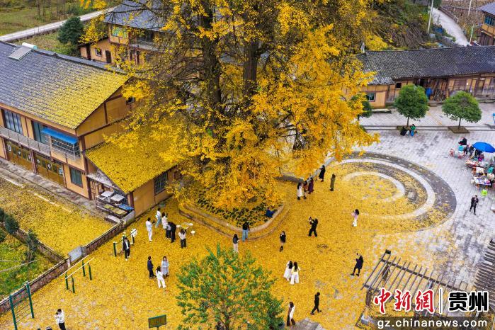 贵州务川：千年银杏“金甲”迎客来
