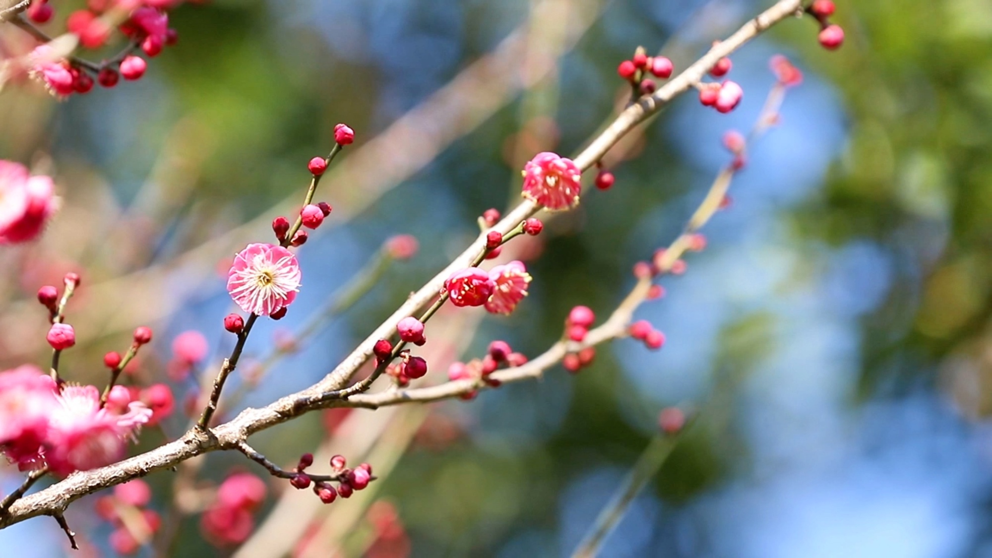 贵州丹寨：冬花烂漫迎新春 寻芳赏景正当时