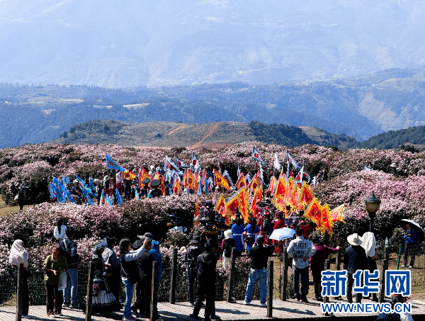2026乌蒙高山杜鹃赏花季开幕