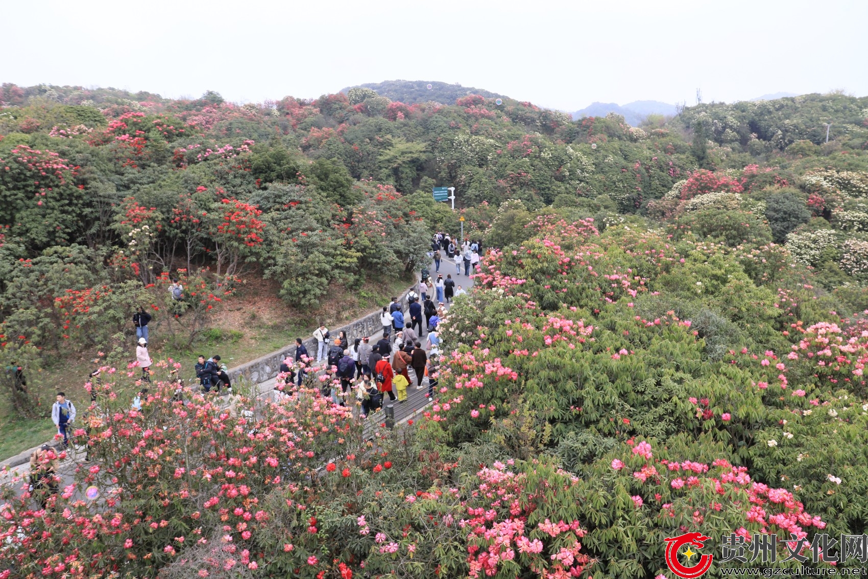 首个春假遇上杜鹃盛景 贵州毕节百里杜鹃景区游客爆满