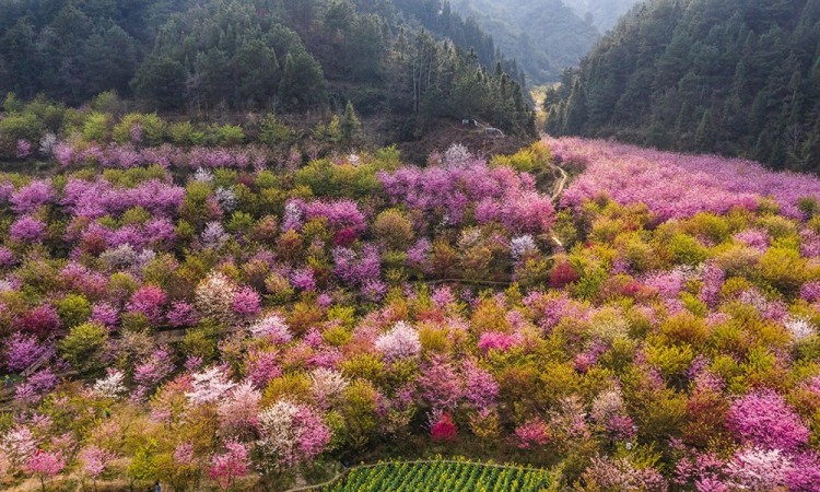 贵州大地春色赋