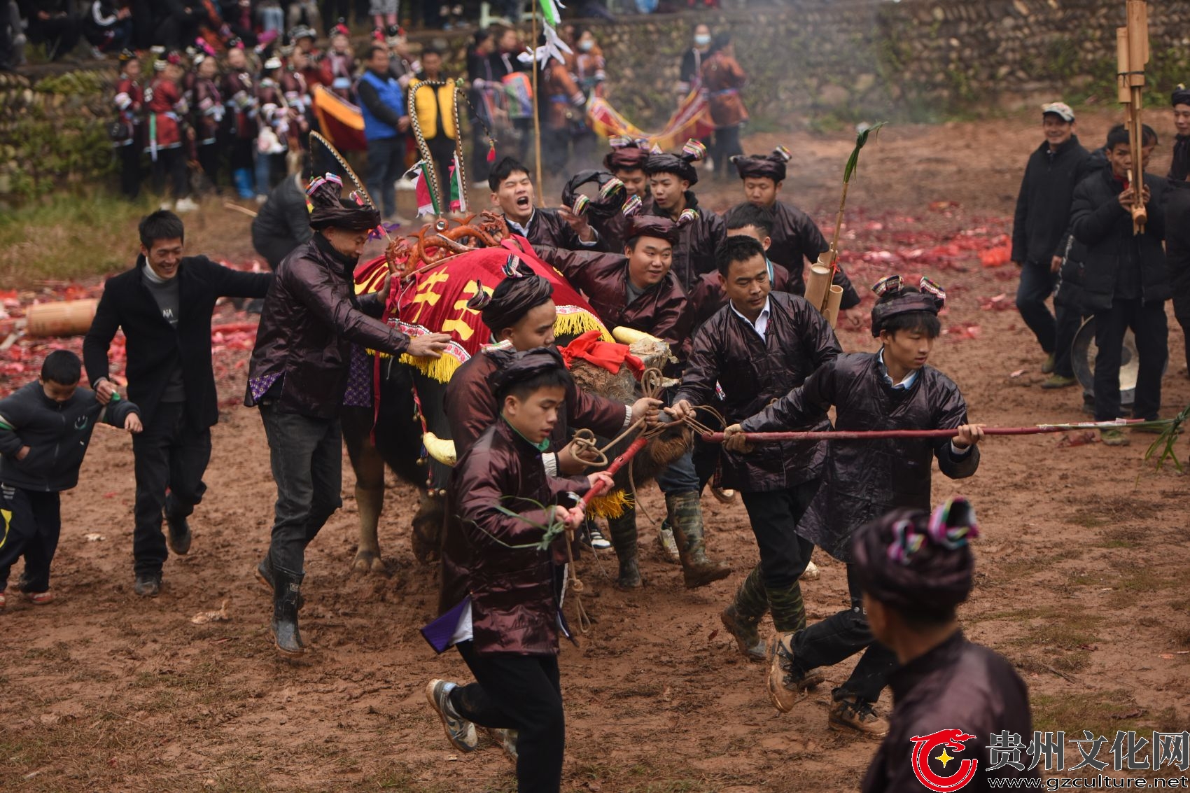 贵州从江：侗族同胞举办牛王争霸赛欢庆侗年