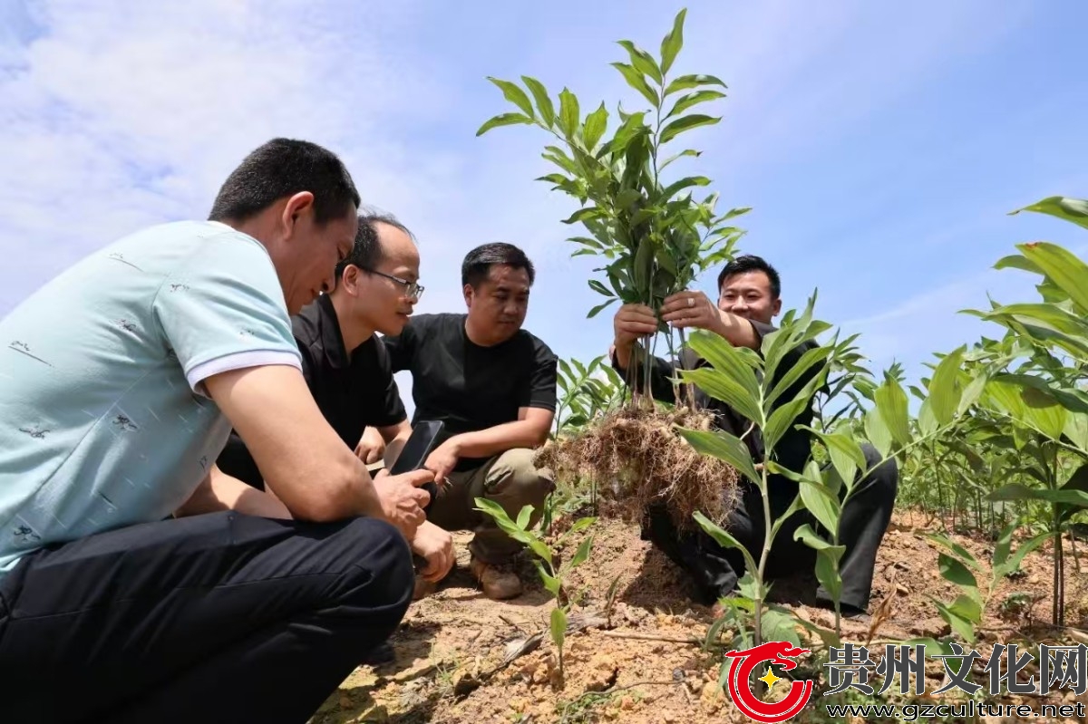 黎平县高屯街道：深耕中药产业 带动群众创收