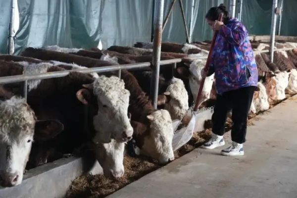 万山：闲置养殖场“牛”转增收路