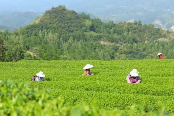 冬韵染峰林，一叶一味富印江
