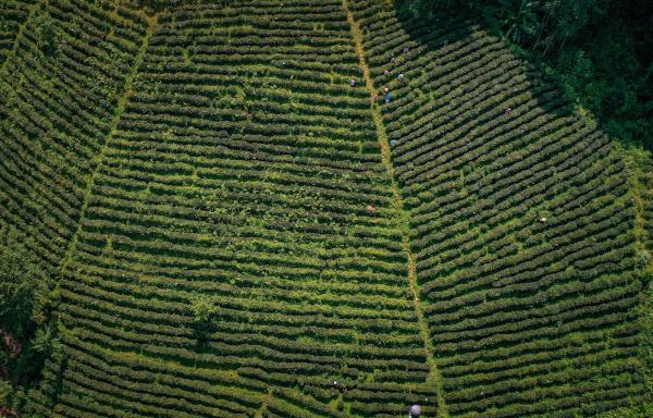 贵州望谟：茶园美如画