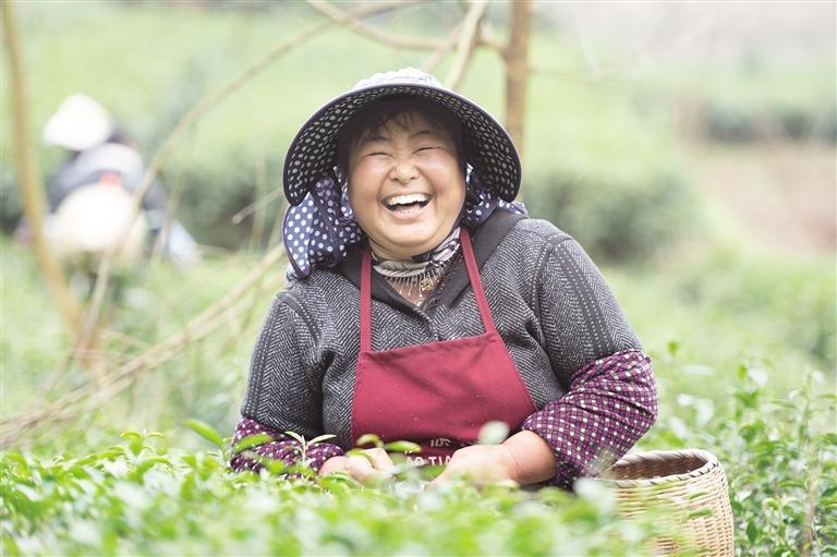 <a href=//www.hp-dv.com target=_blank class=infotextkey>贵阳</a>市乌当区天贵茶园茶农丰收笑开颜。 贵州日报天眼新闻记者 孟祥可 摄