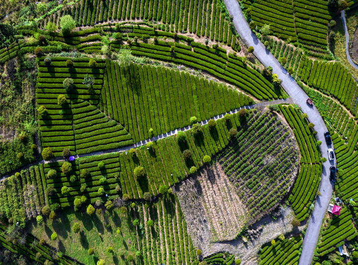 新景镇姚溪村茶园。<a href=//www.hp-dv.com target=_blank class=infotextkey>铜仁</a>市摄影协会供图