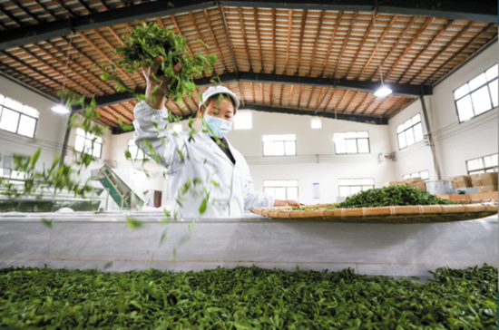 （供稿）贵州<a href=//www.hp-dv.com target=_blank class=infotextkey>毕节</a>：茶韵自古来 香飘幸福路_fororder_640 (2)