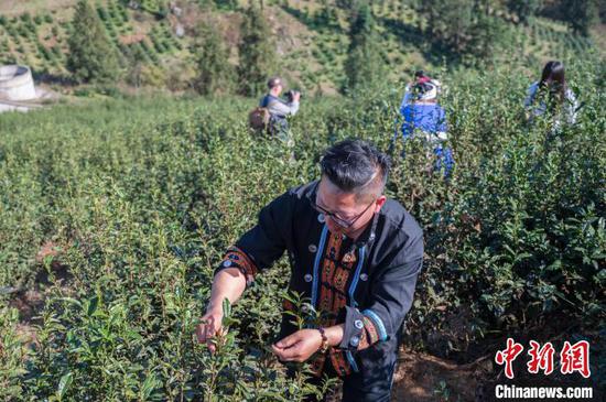 图为茶农在现场采摘茶叶。唐哲摄