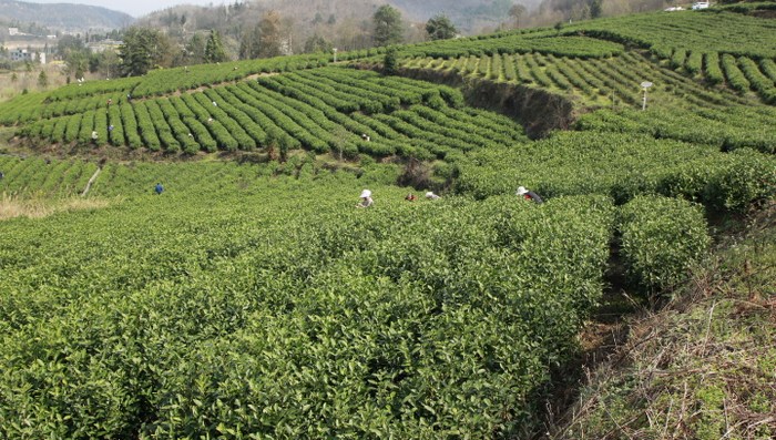 金沙县店民村茶叶基地（蔡正玲 摄）.JPG