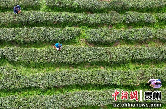 村民在贵州省道真自治县河口镇幸民村茶叶种植基地采摘春茶（无人机照片）。