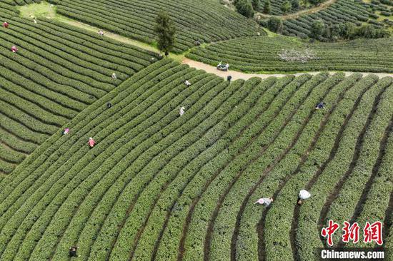 3月19日，航拍茶农在凤冈县何坝街道的茶园采摘春茶。中新网记者 瞿宏伦 摄