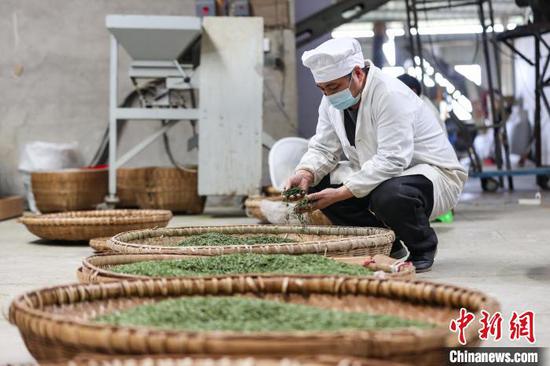 3月19日，工人在凤冈县永安镇一家茶企车间加工春茶。中新网记者 瞿宏伦 摄