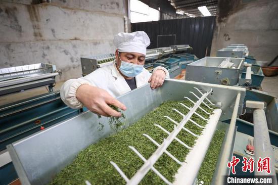 3月19日，工人在凤冈县永安镇一家茶企车间加工春茶。中新网记者 瞿宏伦 摄