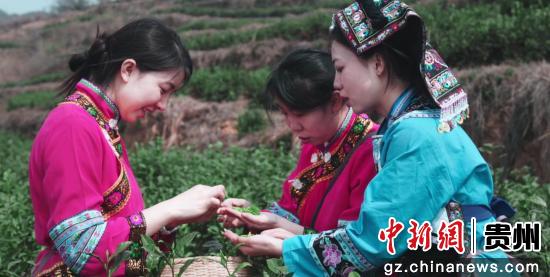 贵州安顺茶企借东西部协作春风助力乡村振兴