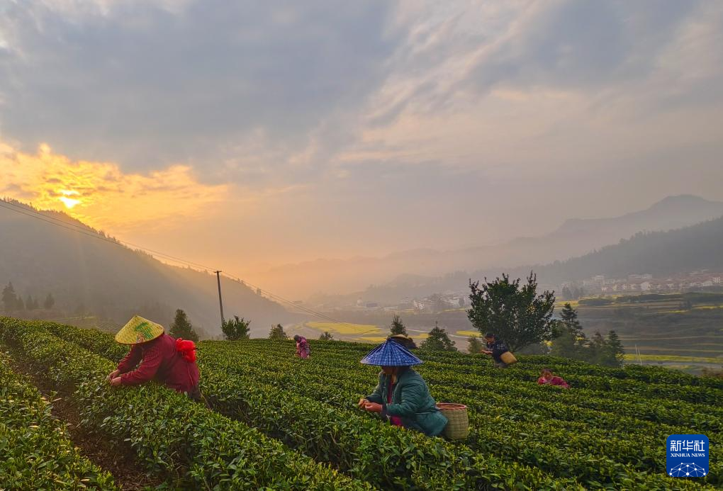 春到茶山采茶忙