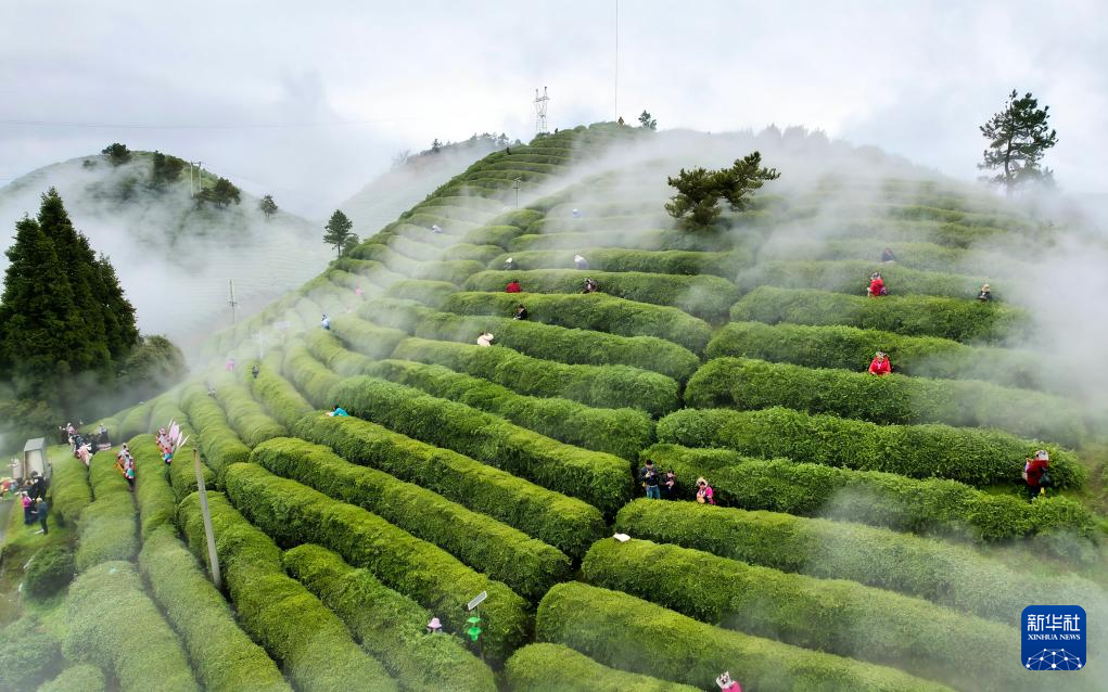 春山新茶出，“绿芽”变“金芽”