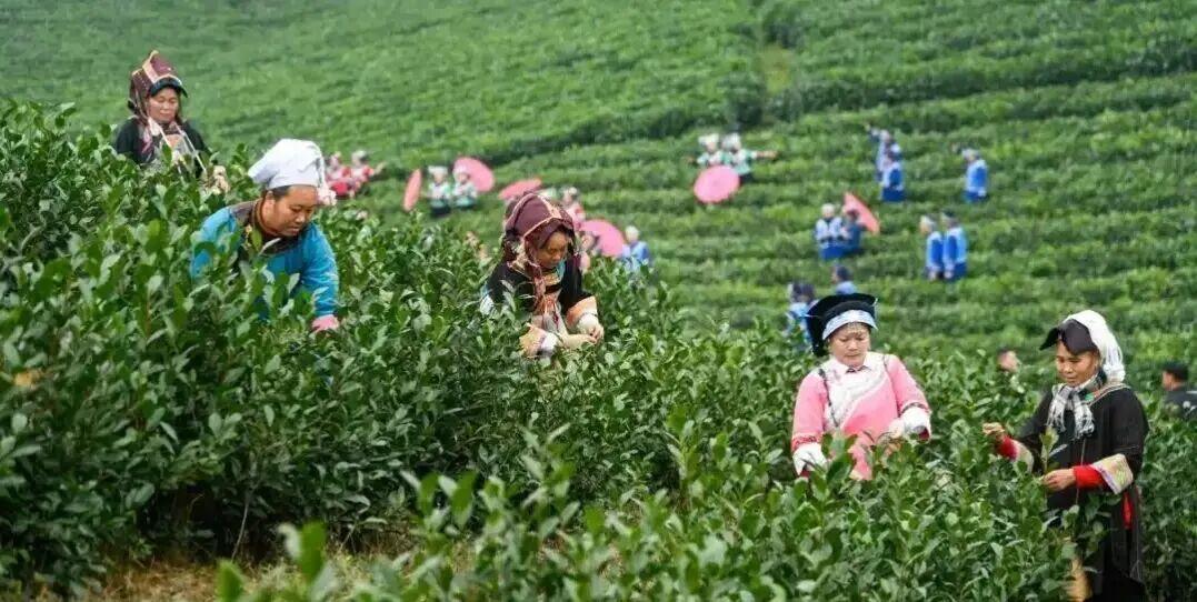铜仁抹茶领跑世界 贵州正式迈入茶叶强省行列