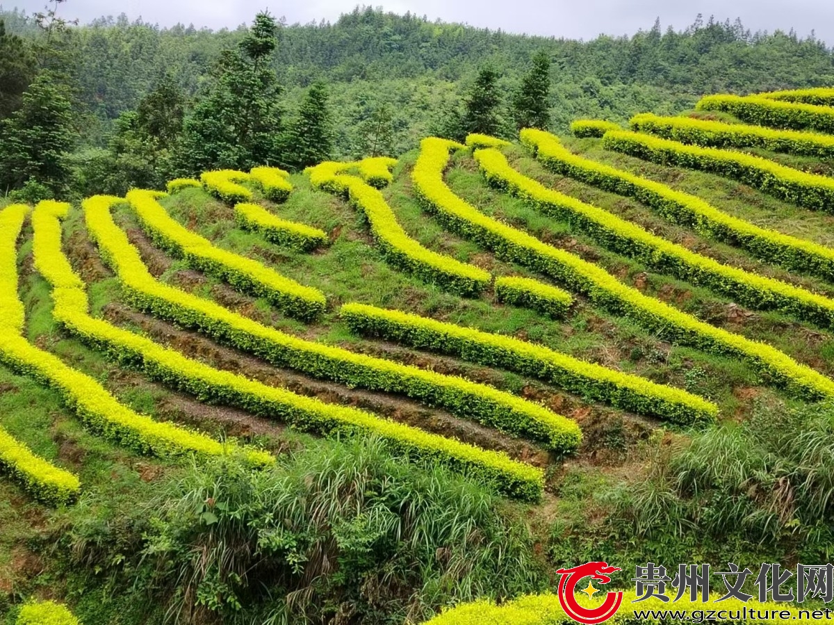 黎平县坝寨乡：漫山金芽染春色 采茶增收绘新篇