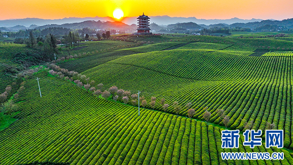 贵州湄潭：以新茶饮推动茶产业提质增效