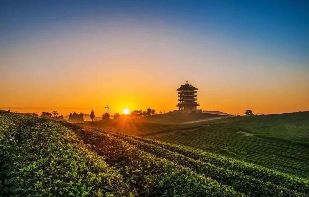 贵州湄潭：万物皆可茶 一叶融百业