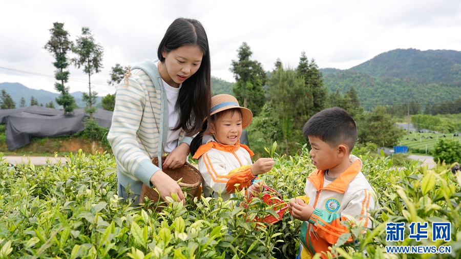 贵州铜仁：小茶叶串起亿元大产业
