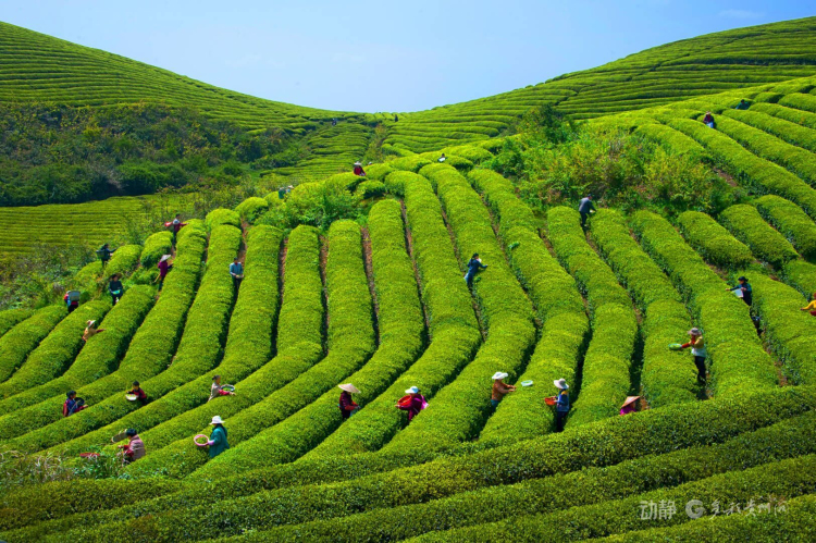国际茶日|看贵州这杯茶 何以达到千万产值