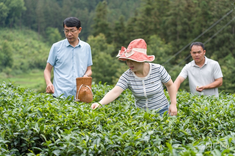 乡村振兴看贵州｜杨梅飘香茶叶鲜 生态采摘促增收