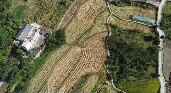 晴隆老营：水稻收割季 农机来助力