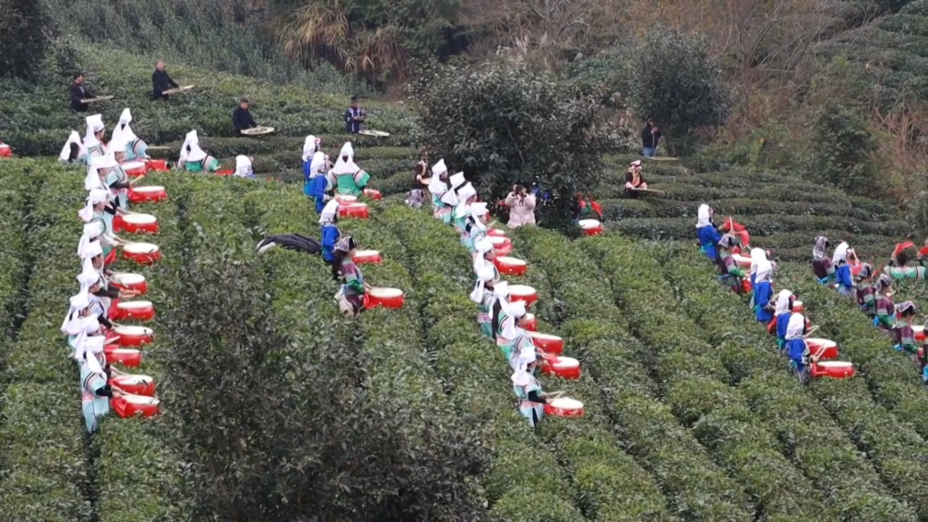 促农增收谋发展！“贵州绿茶”第一采活动举行