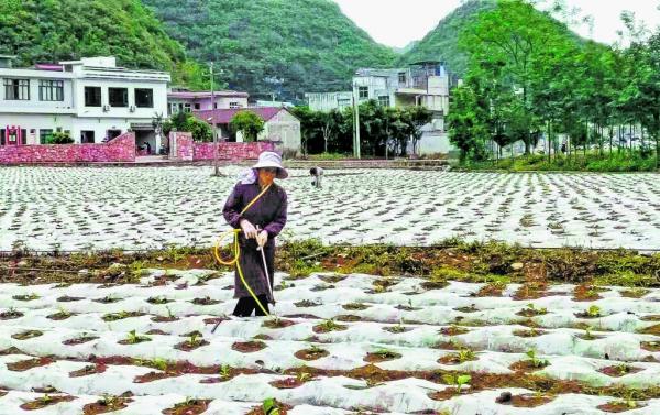 兴仁市屯脚镇3000亩烤烟进入管护阶段