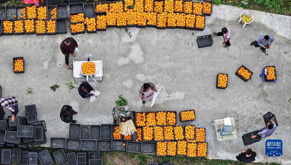 贵州罗甸：脐橙丰收