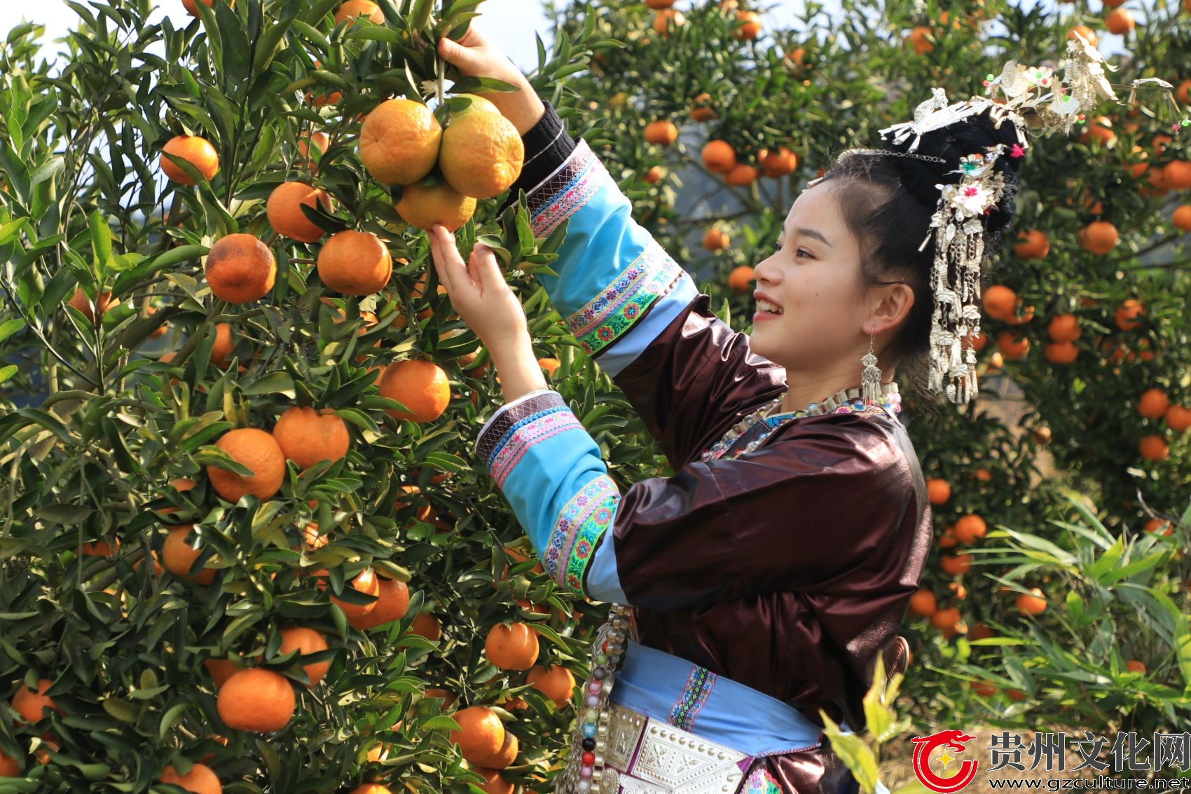 贵州从江：椪柑飘香 助农增收