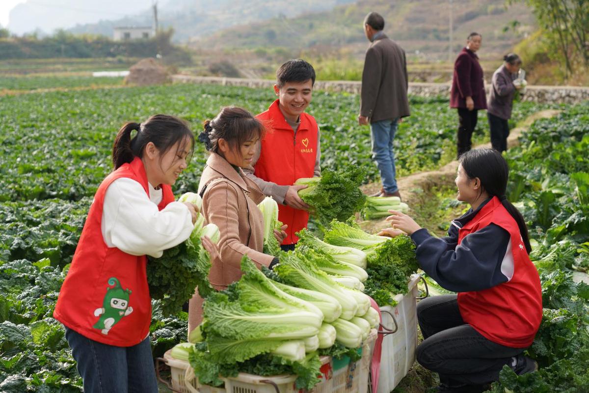 贵州罗甸：蔬菜迎丰收 “红绿搭配”采收忙