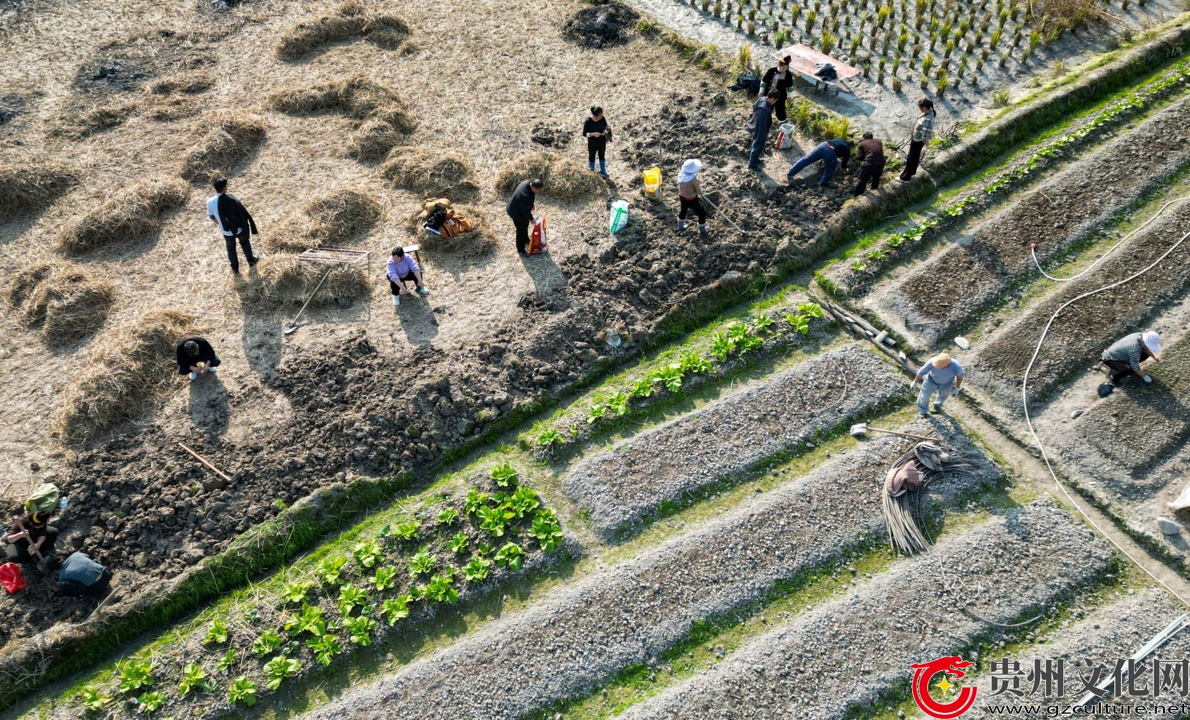 贵州从江：荸荠采摘引客来