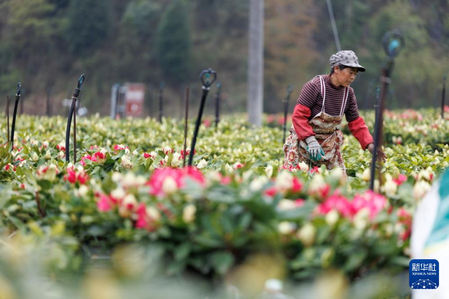 “地球彩带”孕育火热“花经济”