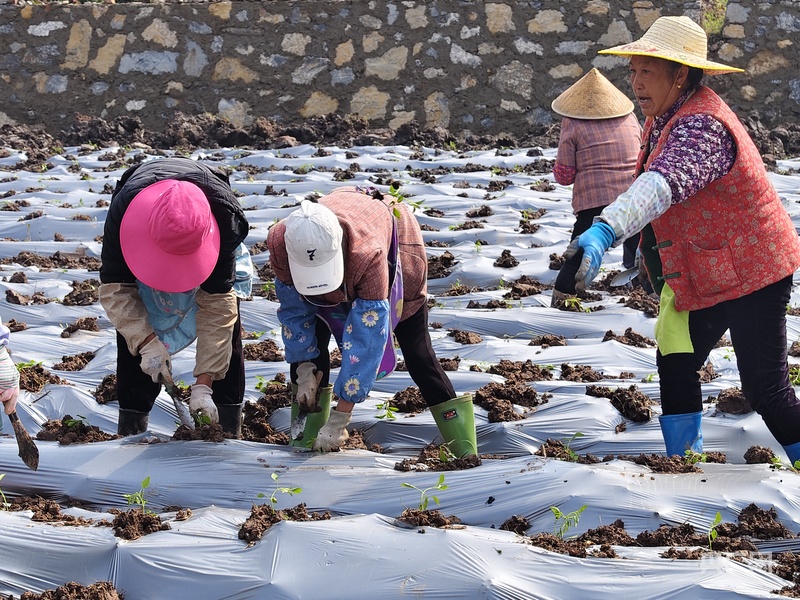 地膜铺田野 椒苗扎新根 贵州大方兴隆乡以椒兴业助振兴