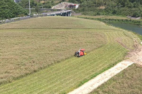 归仓在即 贵州都匀12.37万亩油菜即将全面完成收割