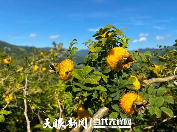 桐梓刺梨顺利出口马来西亚