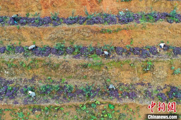 在剑河县久仰镇白闹村花椒种植基地，村民在管护花椒。　万文杰 摄